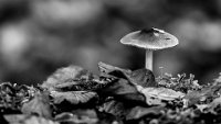 195 - CHAMPIGNON PARASOL - DUMANGIN JACKY - france <div
